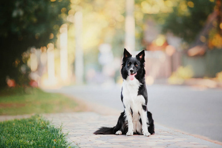 美丽的边境牧羊犬