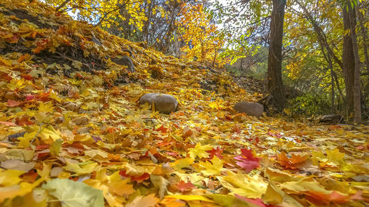 秋天被五颜六色的树叶覆盖的地面