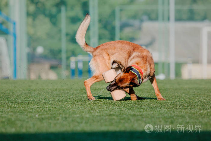 比利时牧羊犬伊利诺伊州