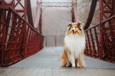 粗糙的牧羊犬