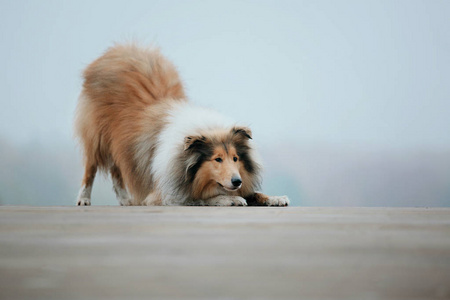 粗糙的牧羊犬