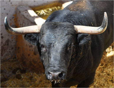 西班牙传统奇观中的公牛