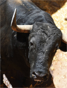 西班牙传统奇观中的公牛