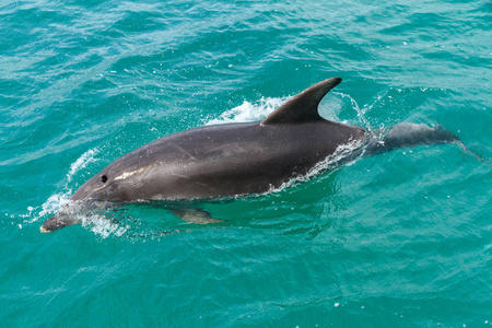 一种常见的海豚delphinus delphis来到新西兰群岛海湾的水面。 背面的划痕可能是由于与船只碰撞造成的。