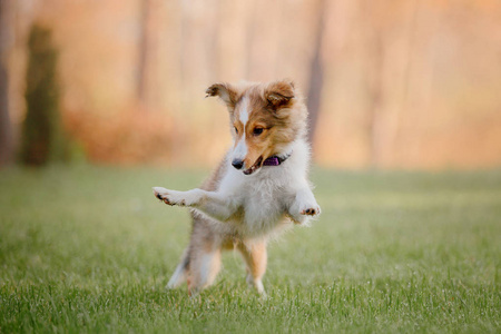 谢特兰牧羊犬小狗。 秋天