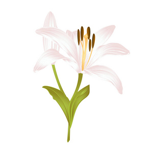 百合花白色百合花第三，白色背景矢量插图可编辑手绘白色花朵