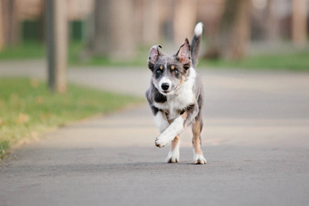 边境牧羊犬户外