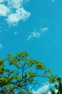 自然背景。树的自然照片。蓝天背景上叶子的绿色背景接近。