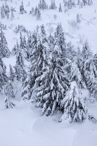 冬天的风景有雪覆盖的森林。 白雪覆盖了圣诞树。 白雪中的圣诞树，美丽的背景。