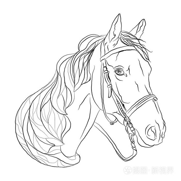 马黑白色的头.自由的象征.白色隔离背景上的矢量插图.素描风格