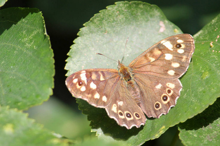 有斑点的木蝴蝶绿叶上的斑纹木蝶或蒲草照片