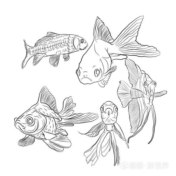 插画 水族馆鱼.素描风格.白色孤立背景上的黑色.矢量插图.eps