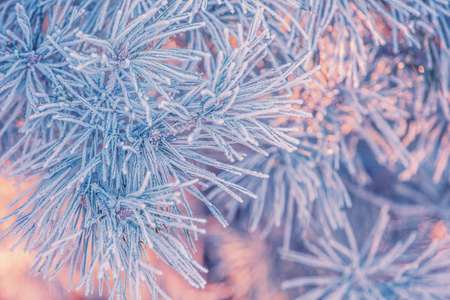 松枝覆盖雾..自然冬季背景。冬天的自然。白雪皑皑的森林。圣诞节背景。