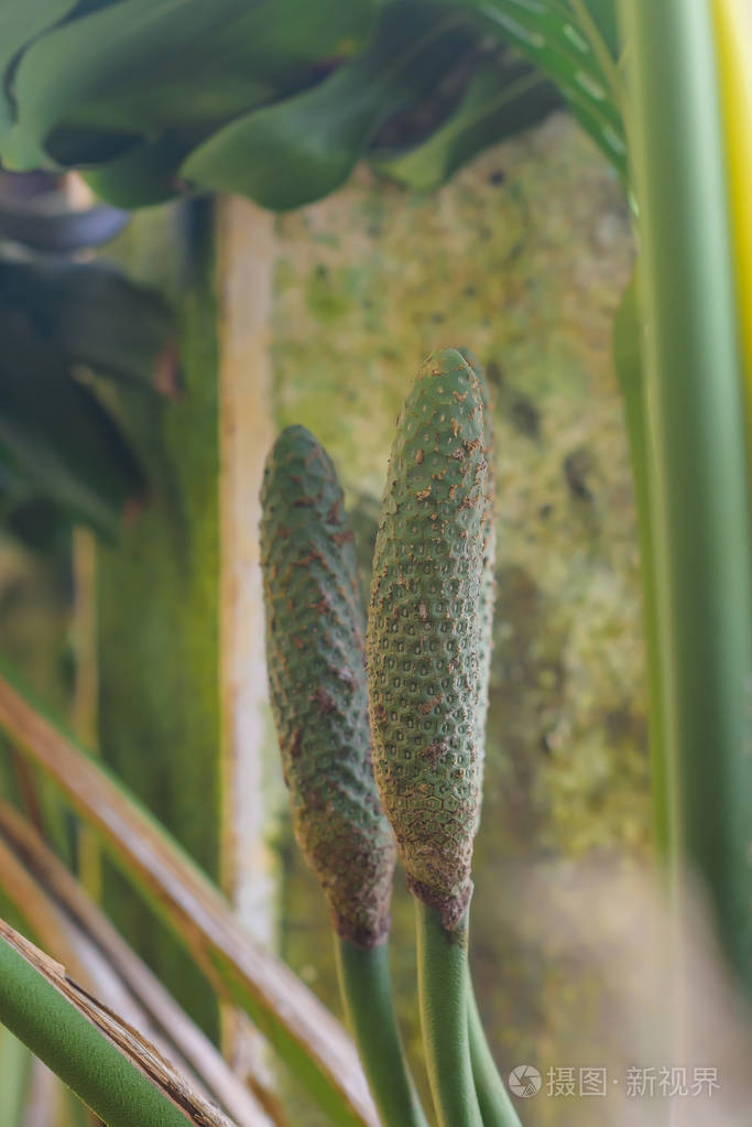 泥鳅树植物图片