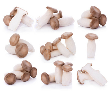 白色背景下的牡蛎菇平菇图片