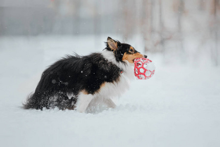雪特兰牧羊犬在冬天。下雪的日子。主动狗