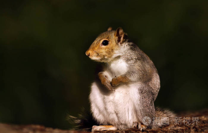英国，欧亚灰色松鼠坐在木头上的特写镜头。