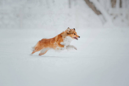 雪特兰牧羊犬在冬天。下雪的日子。主动狗