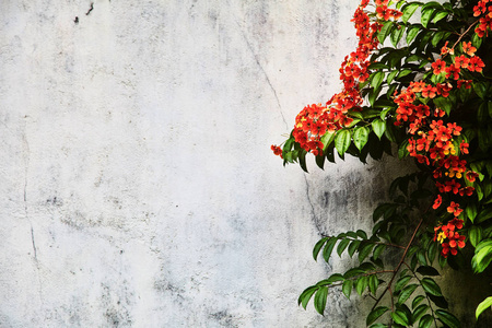 红色的九重奏, 一种有斑点的花。异国情调的罕见五颜六色的热带花卉。特写。斯里兰卡美丽明亮的花朵