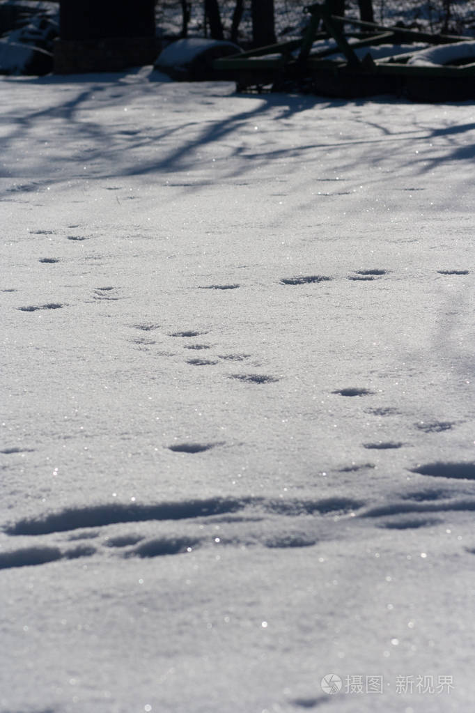 雪中动物的痕迹鹿麋狼狐狸狗猫爪子脚印在森林里狩猎