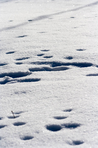 爪子的痕迹雪中动物的痕迹. 鹿麋狼狐狸狗猫爪子脚印在森林里.