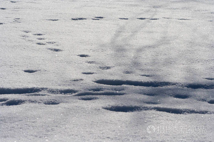 鹿麋狼狐狸狗猫爪子脚印在森林里. 狩猎和射击野生动物的概念.
