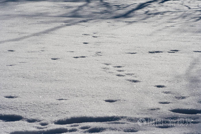 雪中动物的痕迹 鹿麋狼狐狸狗猫爪子脚印在森林里 狩猎和射击野生动物的概念 迁移和交配时间 照片 正版商用图片186sve 摄图新视界