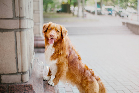 新斯科舍鸭托林猎犬