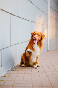 新斯科舍鸭托林猎犬