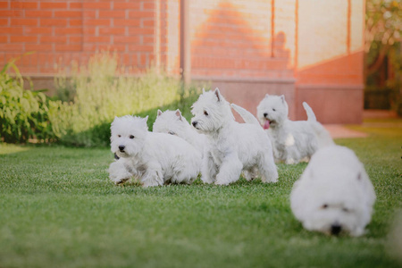 西高地白色猎犬