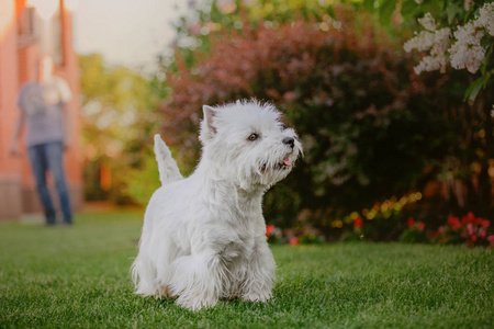 西高地白色猎犬