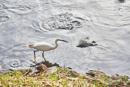靠近湖泊附近的鸟类在夏季的选择性焦点