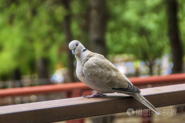 篱笆上的灰鸽子在凝视