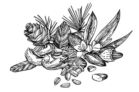 杏仁, 山核桃, 腰果, 榛子, 松子, 核桃和肉豆蔻素描插图。在白色背景查出的向量手绘的例证