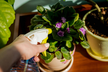 妇女照顾植物在她的家, 喷洒纯净的水从一个喷雾瓶植物.