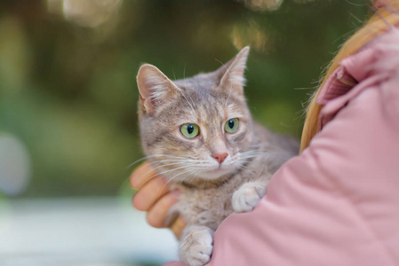 猫盯着的东西图片