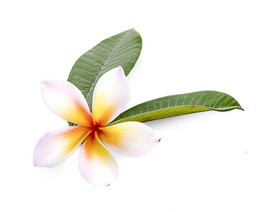 白色背景下分离的热带花卉