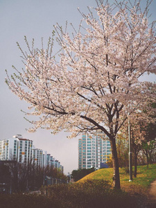 韩国昌州樱花景观