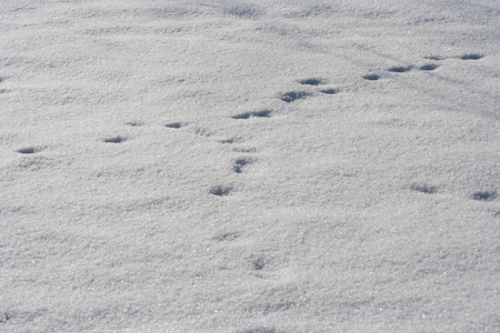 雪中动物的痕迹。 鹿麋狼狐狸狗猫爪子脚印在森林里。 狩猎和射击野生动物的概念。 迁移和时间。