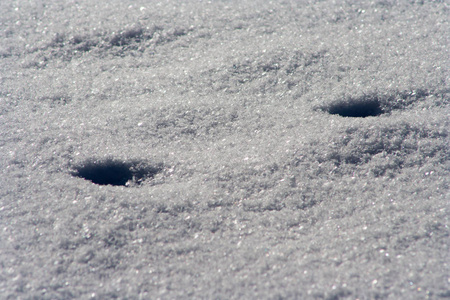 雪中动物的痕迹。 鹿麋狼狐狸狗猫爪子脚印在森林里。 狩猎和射击野生动物的概念。 迁移和时间。