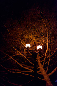 晚上散步. 旅游业. 在雅尔塔休息. 植被. 树的皇冠. 带圆灯笼的路灯.