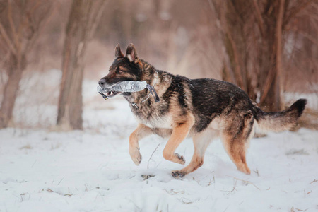 德国牧羊犬在雪地里