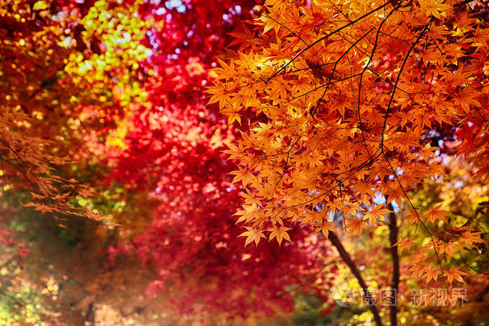 韩国亚洲Cheolam枫林殖民地TaebaekGangwondo的彩色叶子