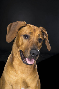 肖像画罗得西亚里奇巴克狗孤立的黑色背景坐