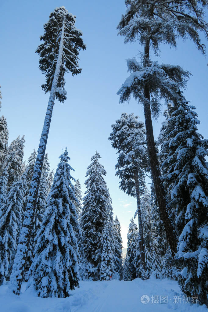 美丽的森林冬天的仙境风景雪在瑞士格拉布恩登恩加丁山谷的树木上