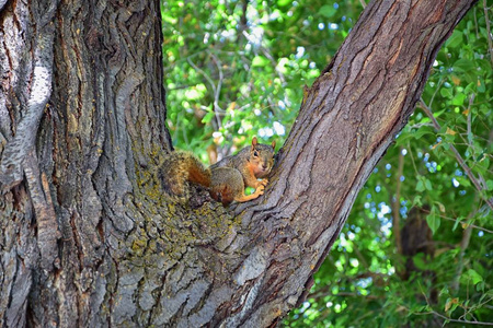 s fox squirrel, the largest species of tree squirrel native to N