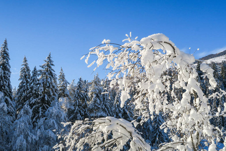 美丽的冬季仙境风景，树木格劳布恩登恩加丁山谷的树木和树枝上有雪。