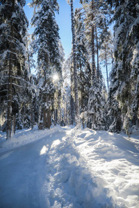 美丽的冬季仙境风景，树木上有雪，在格劳布恩登恩加丁的森林里有冰滑道。