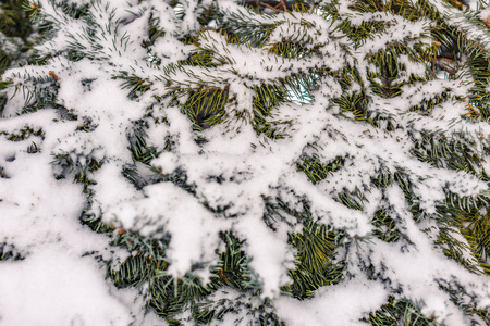 绿色云杉树枝覆盖着新鲜的白雪。 复制背景