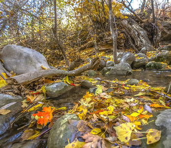 秋天的看法与落叶在岩石溪
